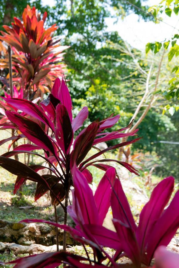 Entre Bosques Tayrona Lodge *