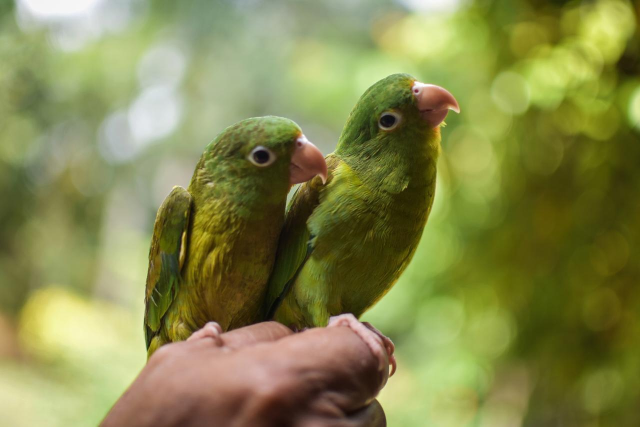 Entre Bosques Tayrona
