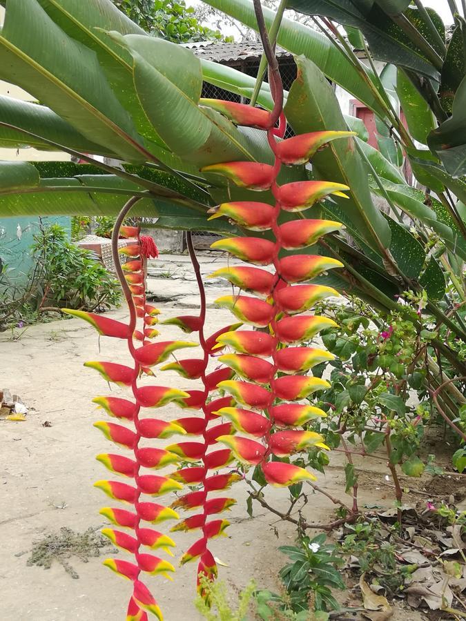 Entre Bosques Tayrona Lodge