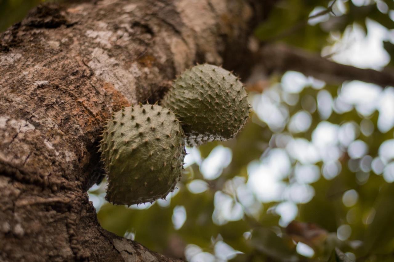 Lodge Entre Bosques Tayrona Los Naranjos